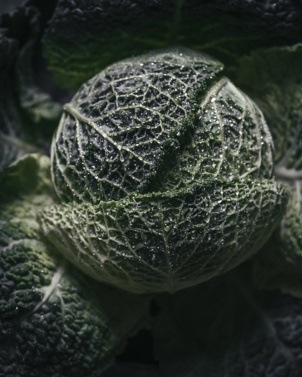 Food photography
